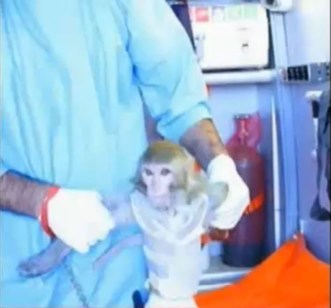 The monkey on its return from space