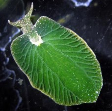 Photosynthetic sea slug