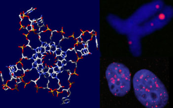 Quadruplex visualisation and staining of quadruple-helix DNA in human cell nuclei and chromosomes