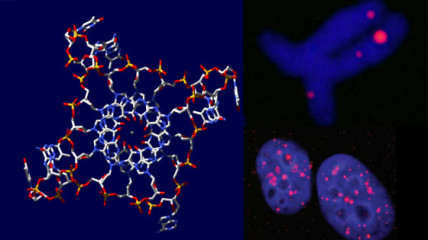Quadruplex visualisation and staining of quadruple-helix DNA in human cell nuclei and chromosomes