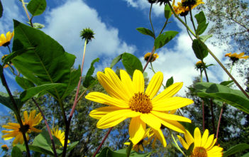 Sunshine