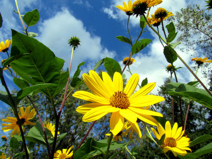 Sunshine