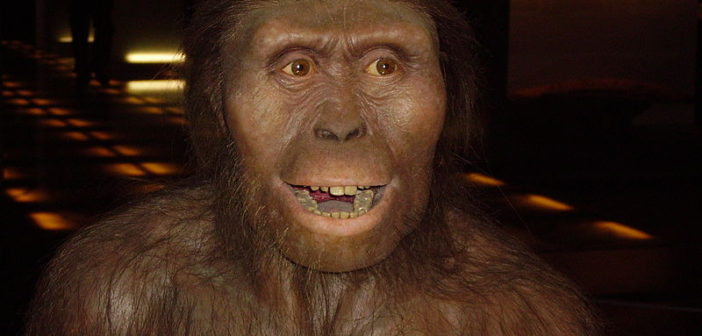 Reconstruction of australopithecus afarnesis