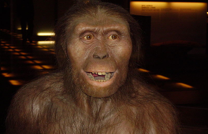 Reconstruction of australopithecus afarnesis