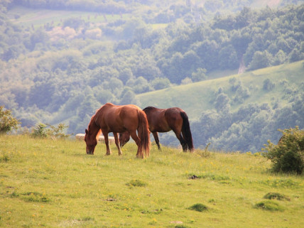 Horses. Photograph courtesy of Public Photo