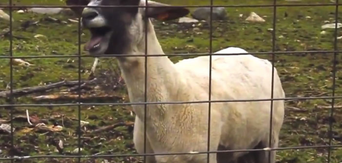 Goats screaming like people