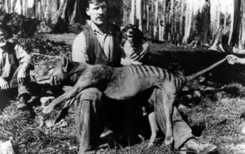 Alb Quarrell holding his prized thylacine kill, 1921