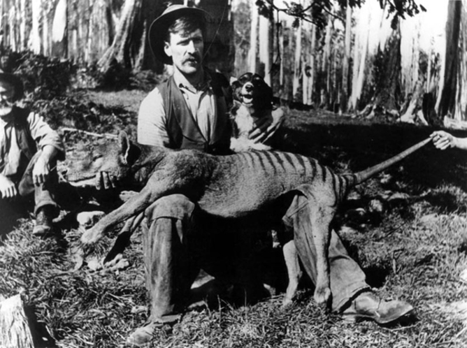 Alb Quarrell holding his prized thylacine kill, 1921