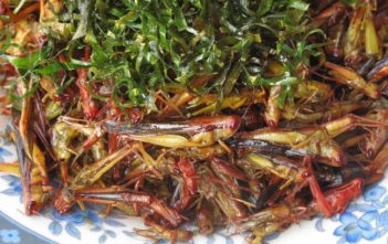 Insect meal