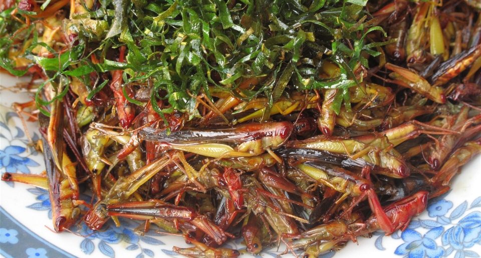 Insect meal