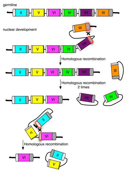 Sex determination in T. thermophila