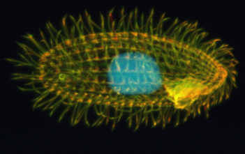 Tetrahymena Thermophila