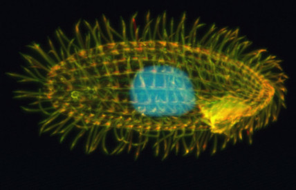 Tetrahymena Thermophila