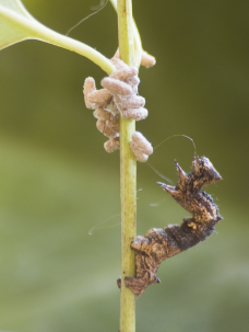 A caterpillar of the geometrid moth Thyrinteina leucocerae with pupae of the Braconid parasitoid wasp Glyptapanteles sp.