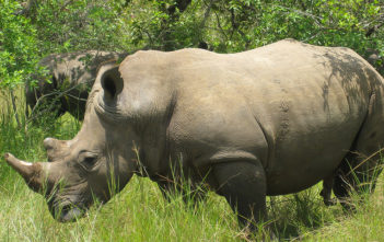 Rhinoceros in Uganda