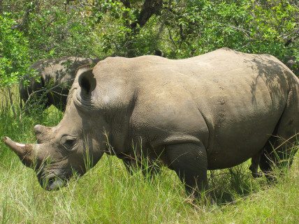 Rhinoceros in Uganda