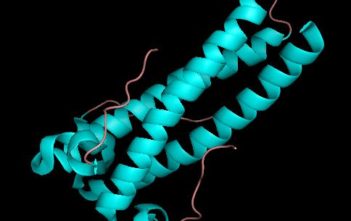 Crystal structure of Syncitine