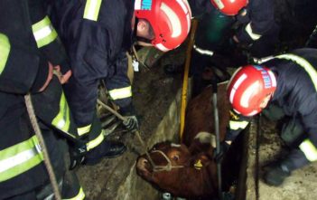 Cow saved from pit