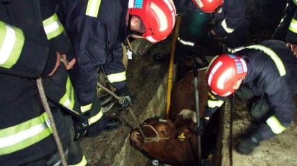 Cow saved from pit