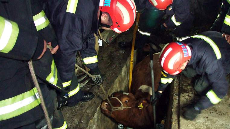 Cow saved from pit