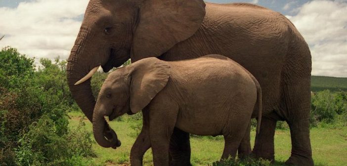 Elephants
