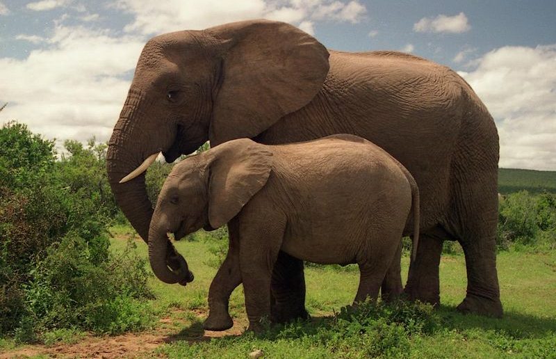 Elephants