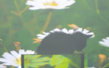 A cat hides behind an "invisibility shield"