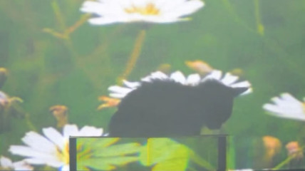 A cat hides behind an "invisibility shield"