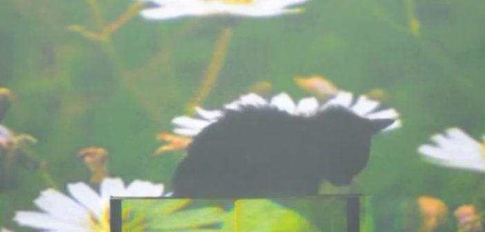 A cat hides behind an "invisibility shield"