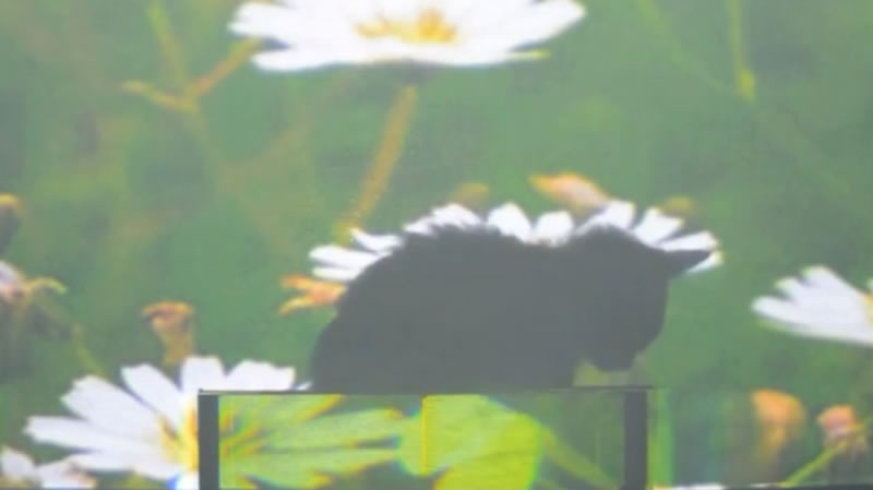 A cat hides behind an "invisibility shield"