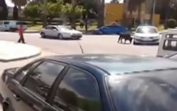 Man tackles bull to the ground