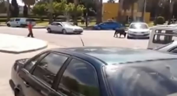 Man tackles bull to the ground