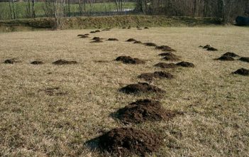 Mole hills