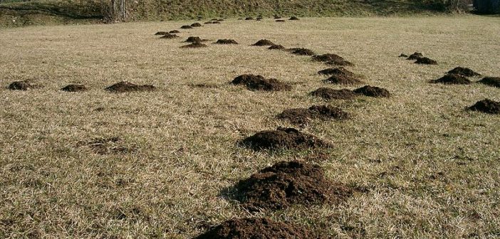 Mole hills