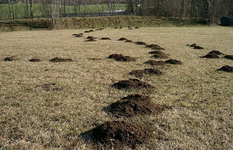 Mole hills
