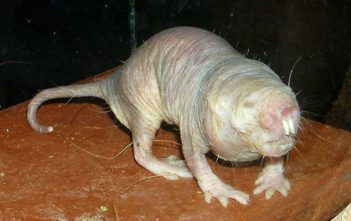 Naked mole rat