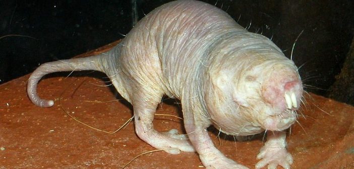 Naked mole rat