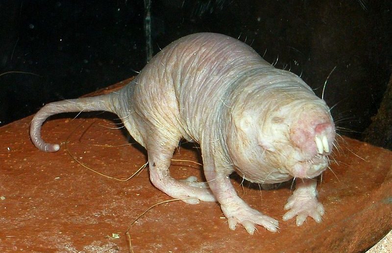 Naked mole rat