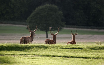 Deer in Richmond Park, London