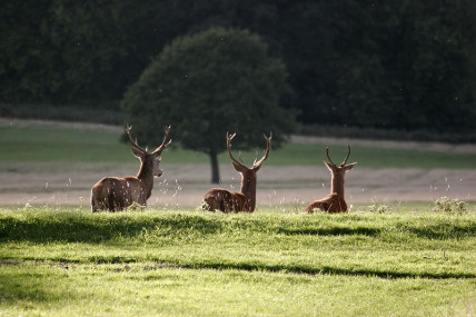Deer in Richmond Park, London