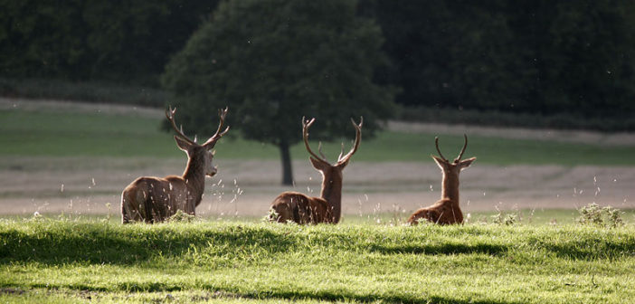 Deer in Richmond Park, London