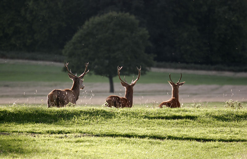 Deer in Richmond Park, London