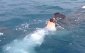 Teenager rides whale shark