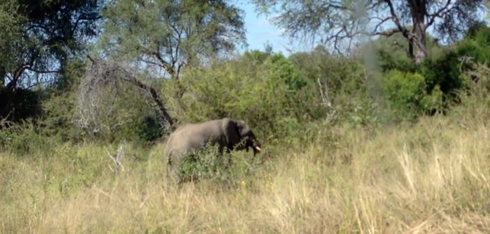 Elephant attacks tourists