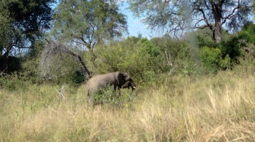 Elephant attacks tourists