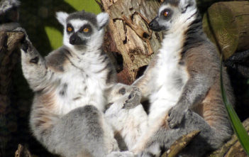 Lemurs