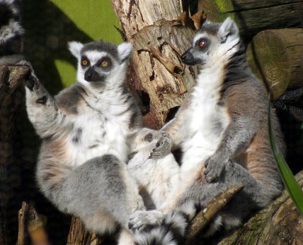 Lemurs