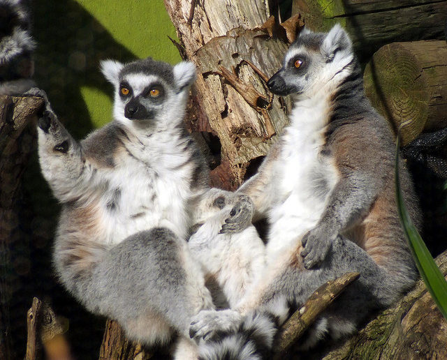 Lemurs
