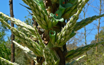 Puya chilensis