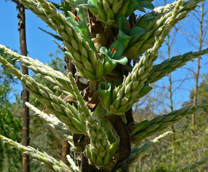 Puya chilensis